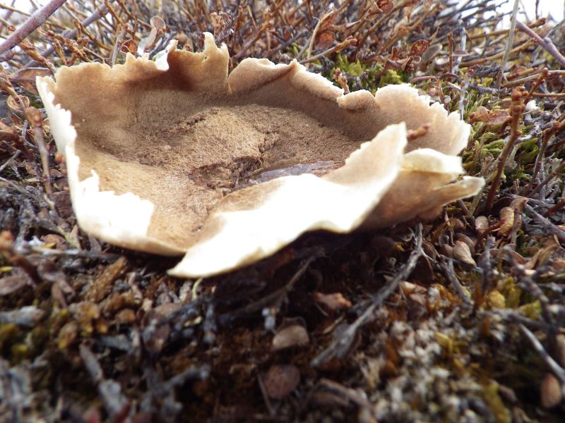 2013-04-21-1508_-_stoevbold_vegetation_2