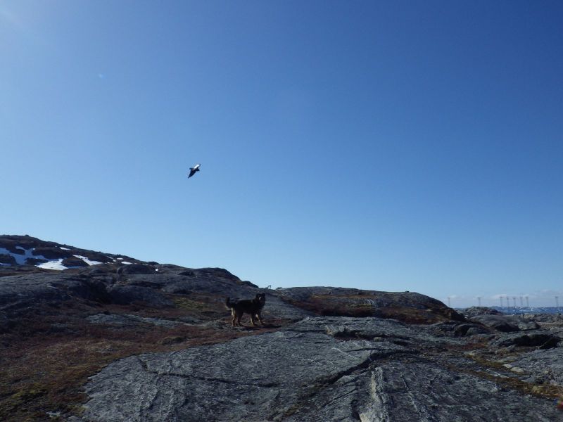 2013-04-15-1557_-_djanco_ravn
