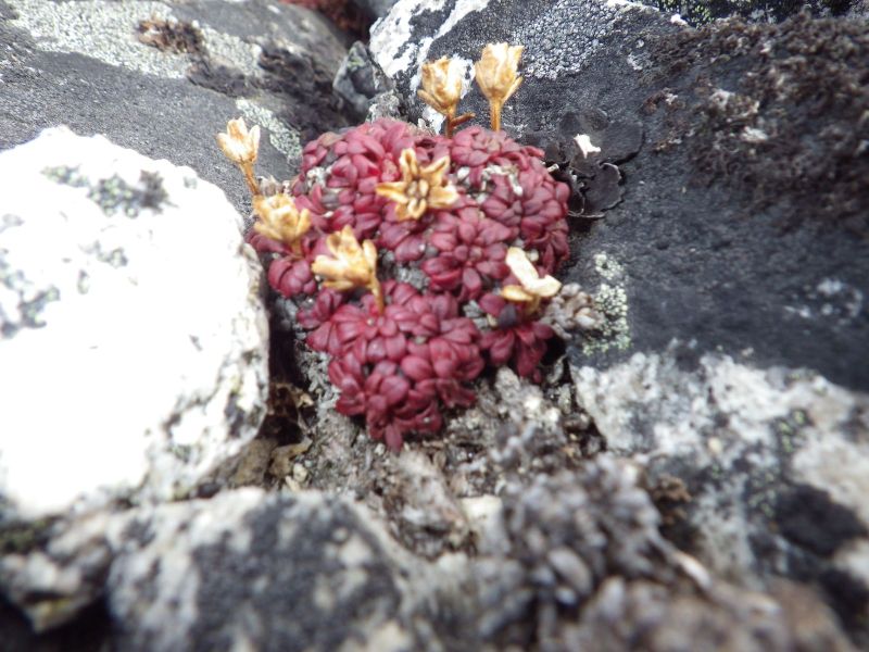 2013-04-17-1645_-_vegetation