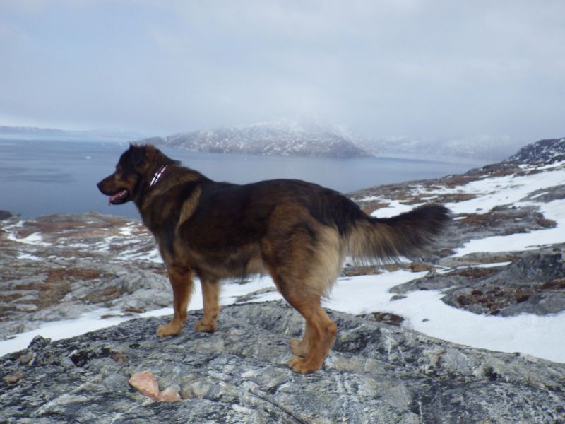 2013-04-17-1654_-_djanco_sermitsiaq_2