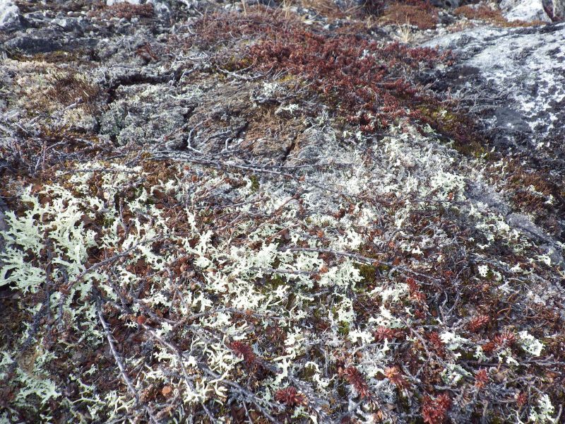 2013-04-17-1703_-_rensdyrlav_vegetation
