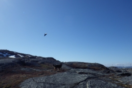 2013-04-15-1557_-_djanco_ravn