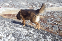 2013-04-16-1805_-_djanco