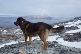 2013-04-17-1654_-_djanco_sermitsiaq_2