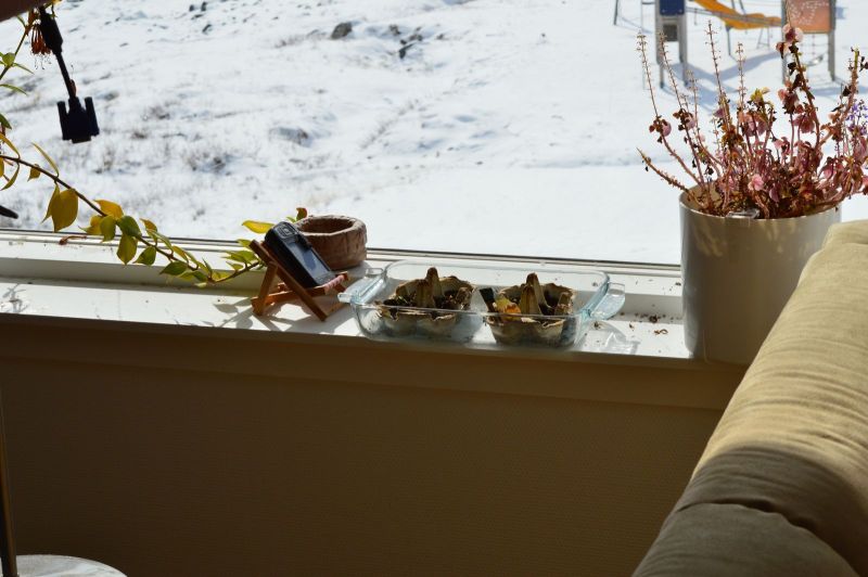 Agurker og tomater i vindueskarmen Pupik 2