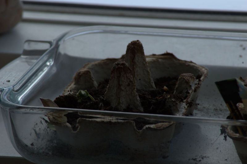 2013-04-22-1329_agurker_og_tomater_i_vindueskarmen_pupik_2_agurkeplante_testtag