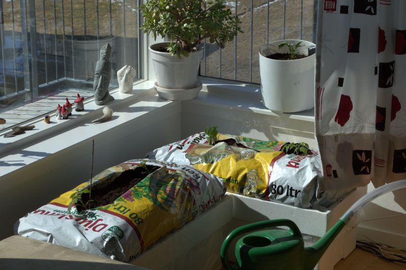 2013-04-29-1343_agurker_og_tomater_i_vindueskarmen_pupik_2_agurkeplante