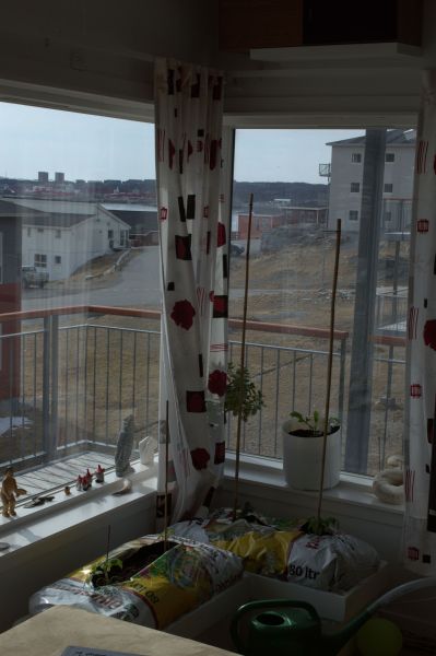 2013-05-01-1619_agurker_og_tomater_i_vindueskarmen_pupik_2_