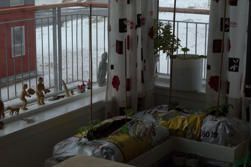2013-05-03-1418_agurker_og_tomater_i_vindueskarmen_pupik_2_-_2
