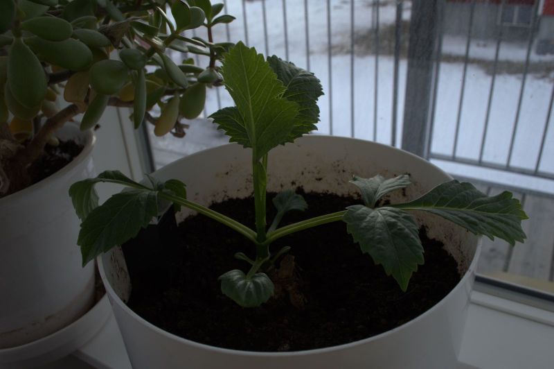 2013-05-03-1901_agurker_og_tomater_i_vindueskarmen_pupik_2_-_2