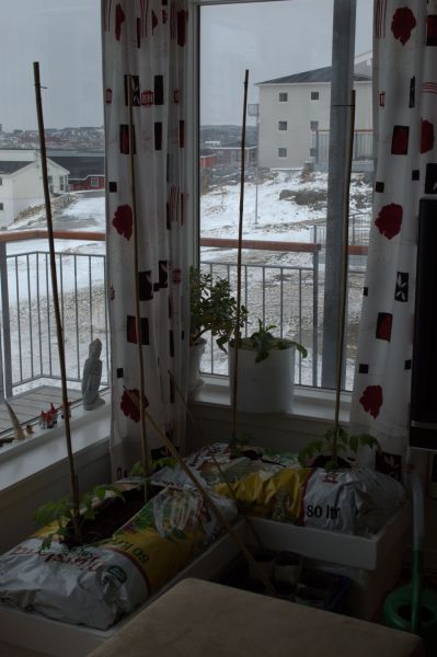 2013-05-06-1101_agurker_og_tomater_i_vindueskarmen_pupik_2_