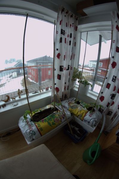 2013-05-07-1435_agurker_og_tomater_i_vindueskarmen_pupik_2_