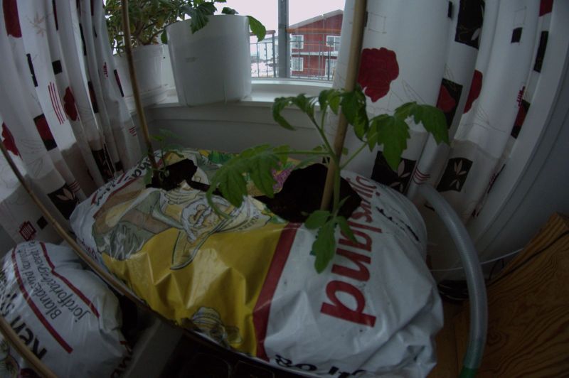 2013-05-07-1435_agurker_og_tomater_i_vindueskarmen_pupik_2_-_2