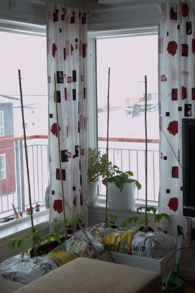 2013-05-09-1114_agurker_og_tomater_i_vindueskarmen_pupik_2_tomatplante