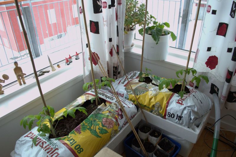 2013-05-09-1115_agurker_og_tomater_i_vindueskarmen_pupik_2_tomatplante