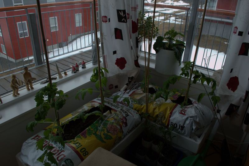 2013-05-15-1328_agurker_og_tomater_i_vindueskarmen_pupik_2_tomatplante