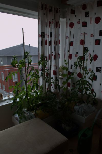 2013-05-29-1755_agurker_og_tomater_i_vindueskarmen_pupik_2_tomatplante