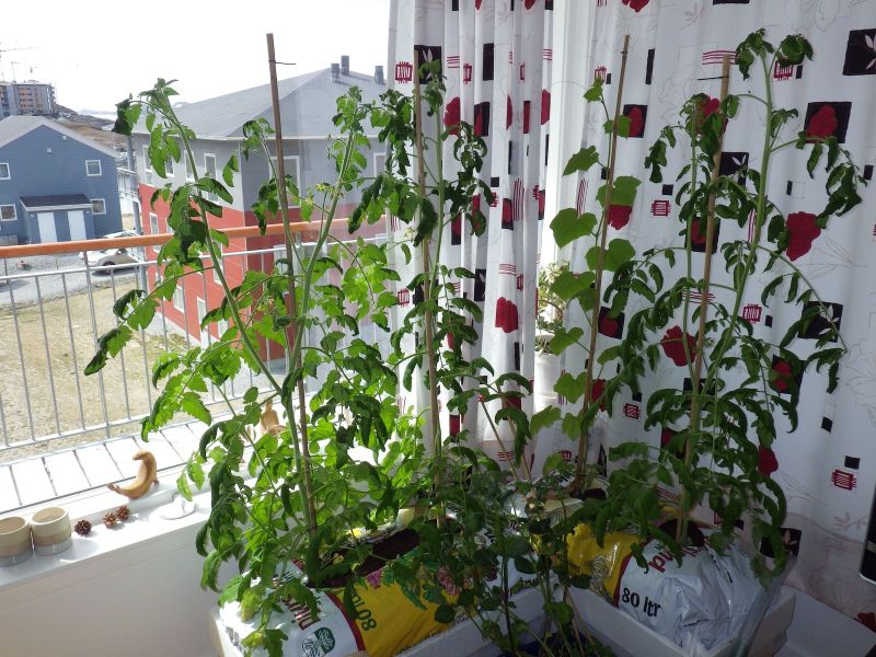 Agurker og tomater i vindueskarmen Pupik 2