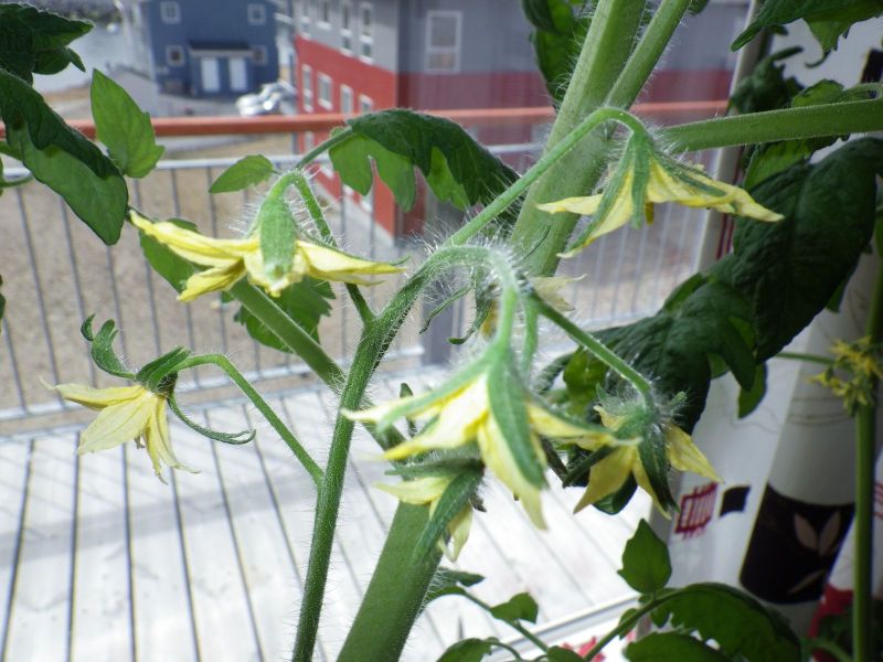Agurker og tomater i vindueskarmen Pupik 2