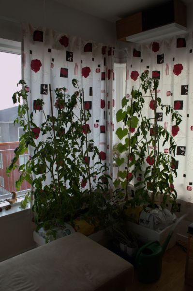 2013-06-08-2029_agurker_og_tomater_i_vindueskarmen_pupik_2_tomatplante
