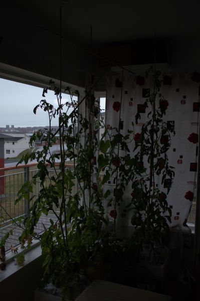 2013-06-17-1003_agurker_og_tomater_i_vindueskarmen_pupik_2_tomatplante
