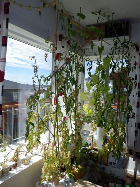Agurker og tomater i vindueskarmen Pupik 2