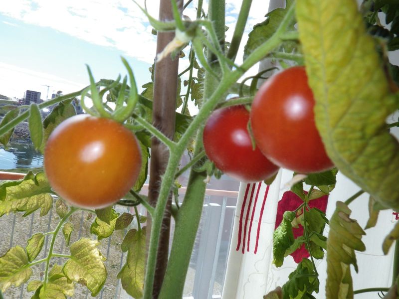 Agurker og tomater i vindueskarmen Pupik 2