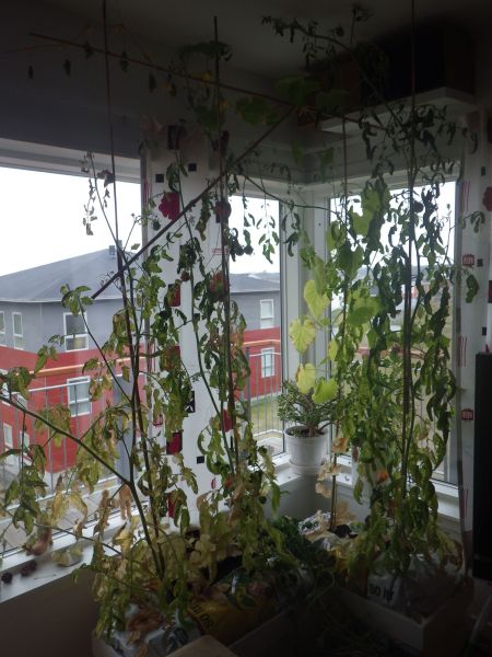 Agurker og tomater i vindueskarmen Pupik 2