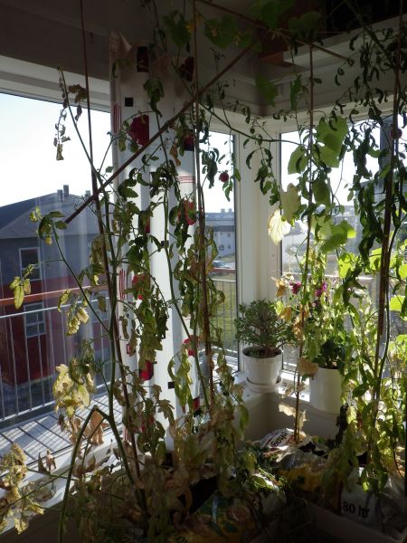 Agurker og tomater i vindueskarmen Pupik 2