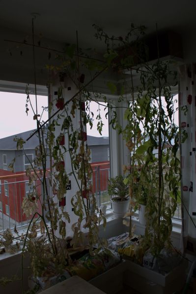2013-08-14-1212_agurker_og_tomater_i_vindueskarmen_pupik_2_tomatplante