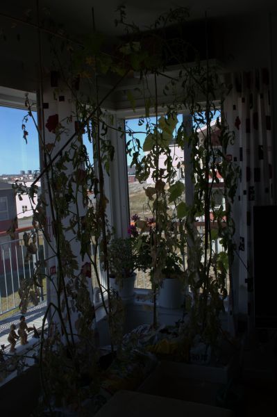 2013-08-19-1104_agurker_og_tomater_i_vindueskarmen_pupik_2_tomatplante