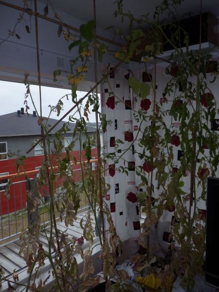 Agurker og tomater i vindueskarmen Pupik 2