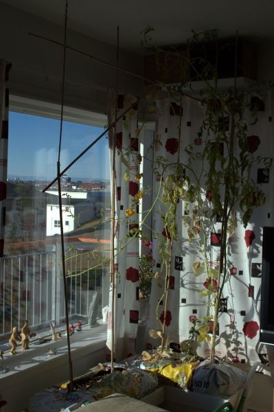 2013-10-07-1142_agurker_og_tomater_i_vindueskarmen_pupik_2_tomatplante