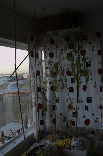 2013-10-16-1113_agurker_og_tomater_i_vindueskarmen_pupik_2_tomatplante