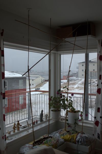 2013-10-31-1023_agurker_og_tomater_i_vindueskarmen_pupik_2_tomatplante