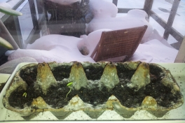 Agurker og tomater i vindueskarmen Pupik 2