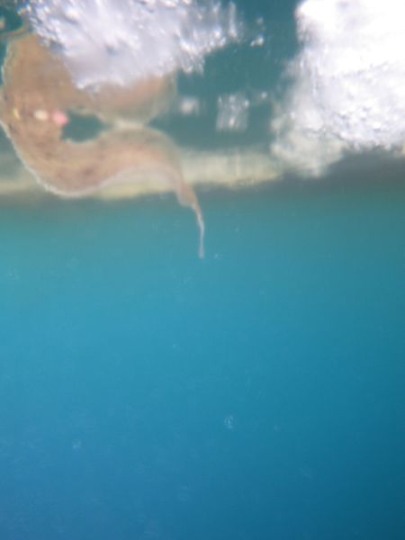 2013-05-30-2124_-_undervandsbillede_4