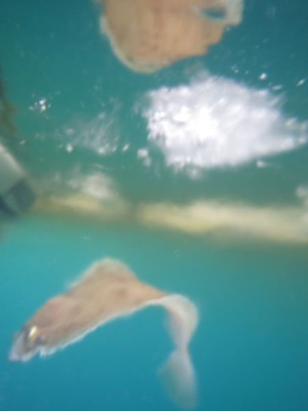 2013-05-30-2124_-_undervandsbillede_5