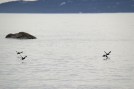 2013-06-16-1807_-_-_3