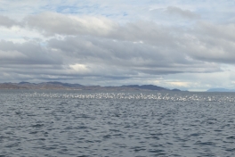 2013-06-30-1611_-_maage