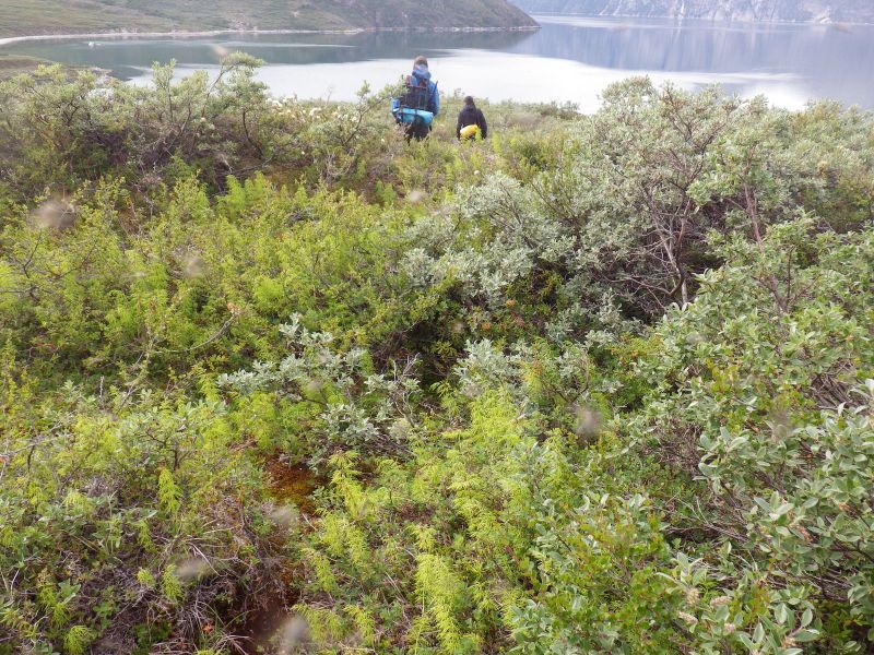 2013-08-01-2045_-_klaus-lage-labansen_vegetation