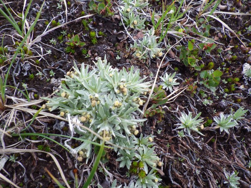 2013-08-02-1219_-_vegetation