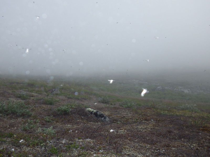 2013-08-06-1140_-_gnat