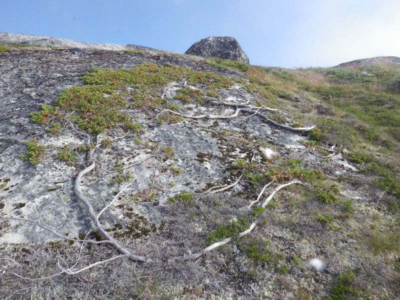 2013-08-06-1259_-_vegetation