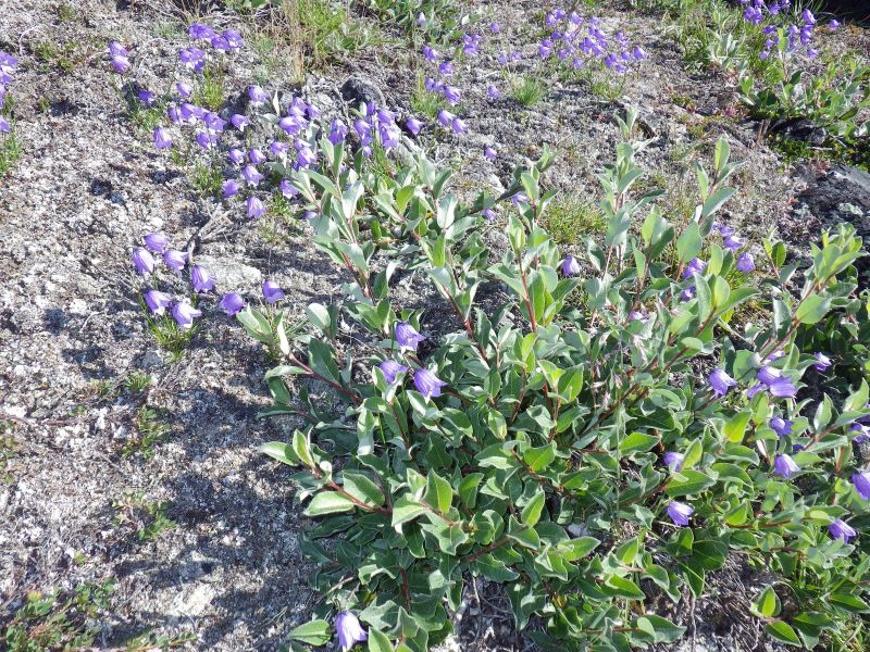 2013-08-06-1434_-_klokkeblomst_vegetation