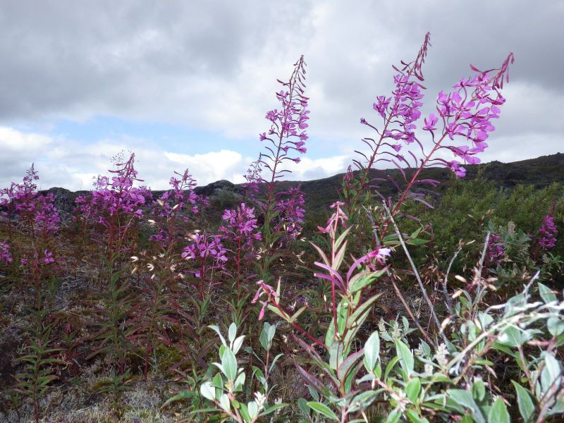 2013-08-17-1514_-_vegetation