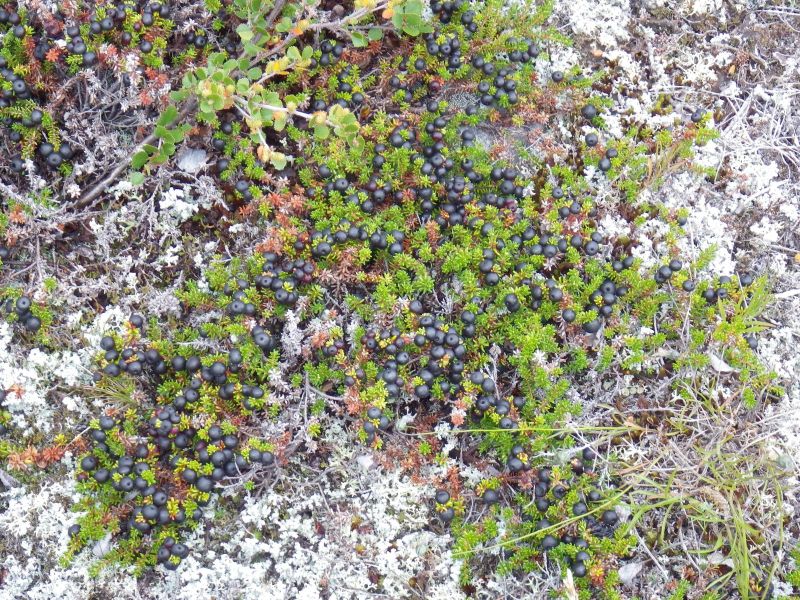 2013-08-17-1527_-_vegetation