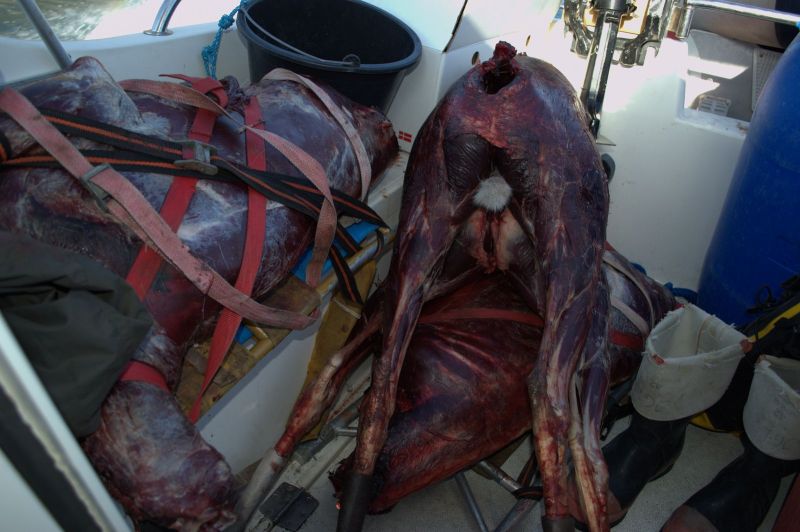 2013-08-18-1641_-_bylt_rensdyrkoed