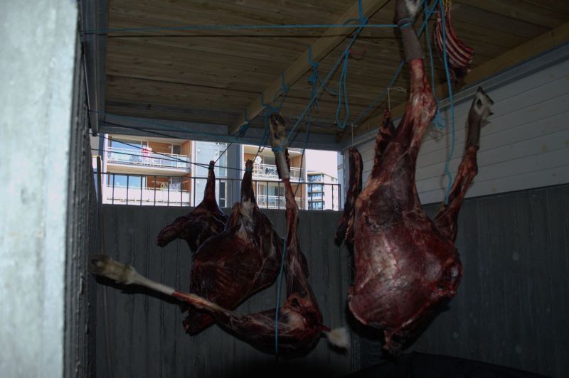 2013-08-19-1102_-_rensdyrkoed