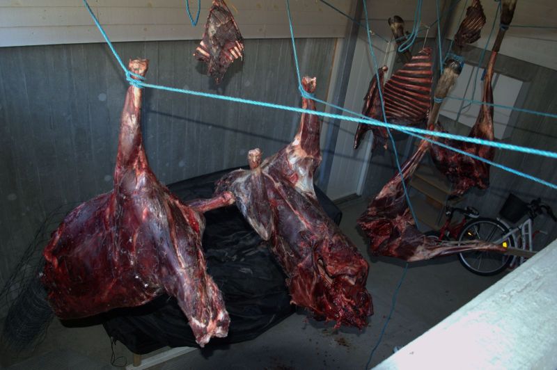 2013-08-19-1102_-_rensdyrkoed_2